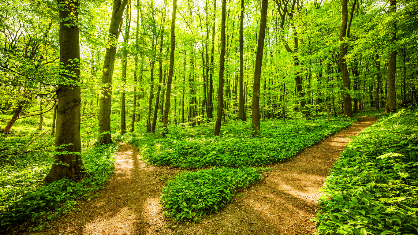Waldweg